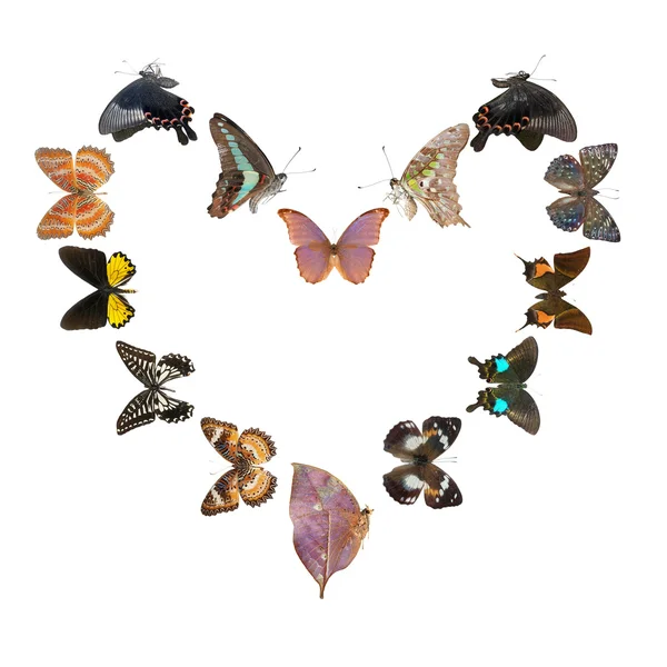 Motýlí srdíčko ostrý rám — Stock fotografie
