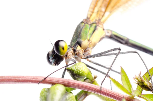 Libélula de mosca-das-damas de insetos isolada — Fotografia de Stock