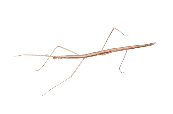 Walking stick bug — Stock Photo, Image