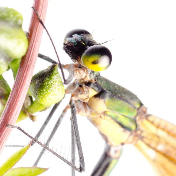 Izole yusufçuk böcek damsefly — Stok fotoğraf