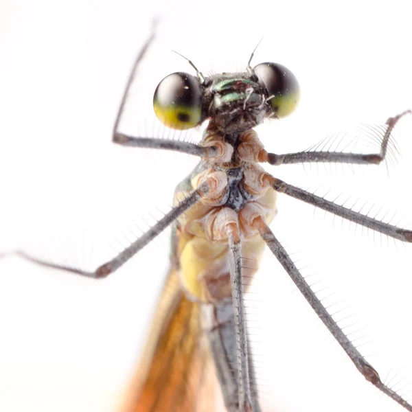 Vážka hmyzu damsefly izolované — Stock fotografie