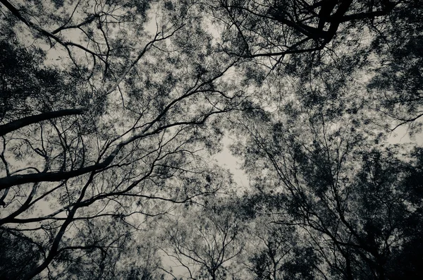 Pohon musim dingin mencari latar belakang — Stok Foto