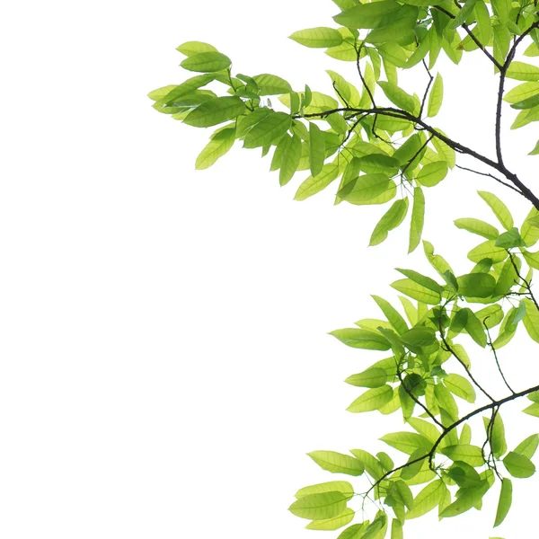 Jarní příroda zelený list — Stock fotografie