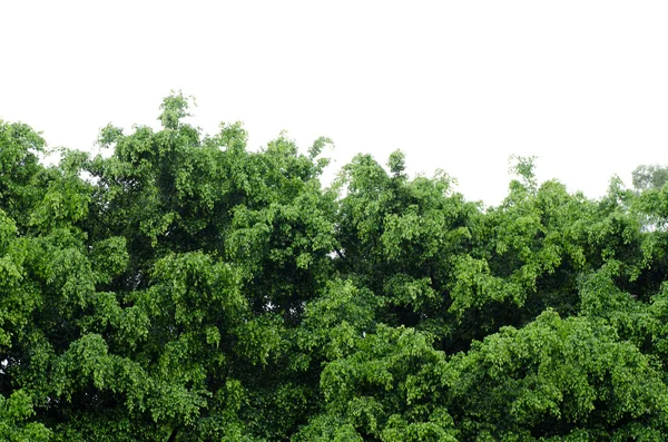 Зелене дерево — стокове фото