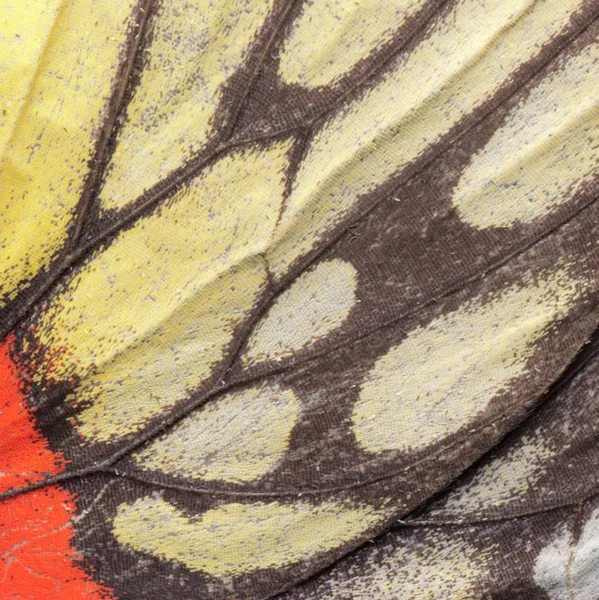 Butterfly wing pattern — Stock Photo, Image