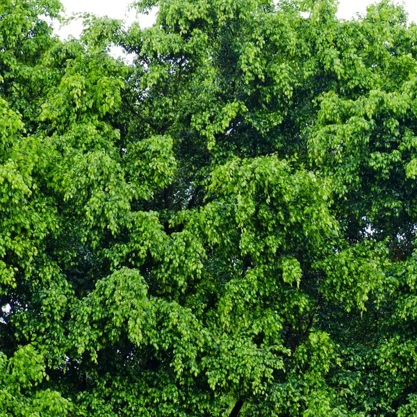 Yeşil ağaç — Stok fotoğraf