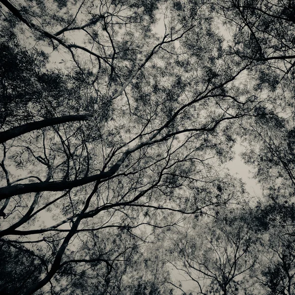 Зимове дерево дивитися вгору фону — стокове фото