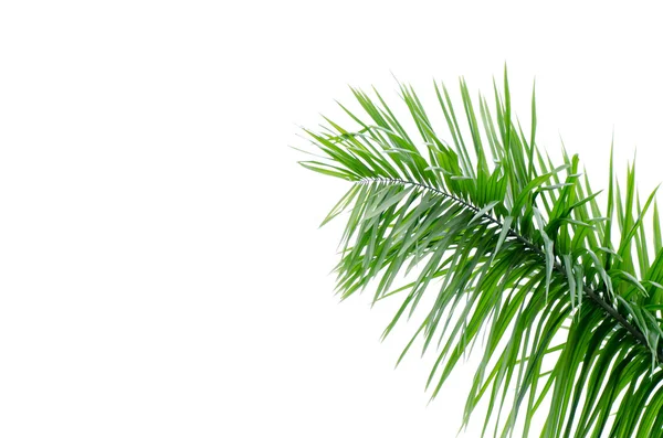 Green palm tree leaf — Stok fotoğraf