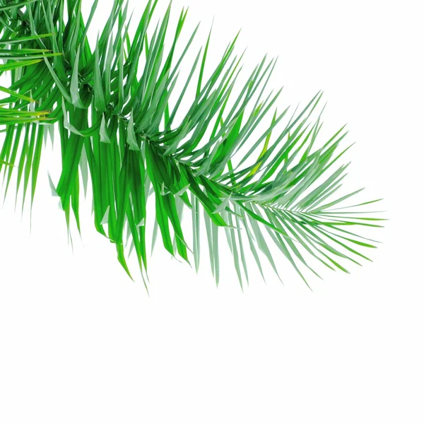 Green palm tree leaf Stock Picture