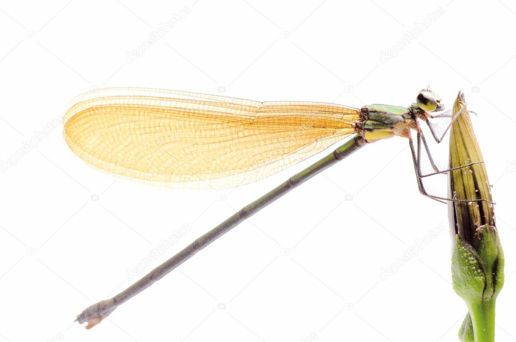 Insect damsefly dragonfly isolated