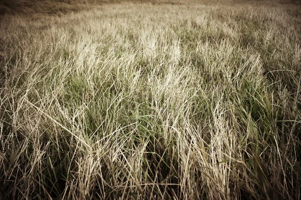 Grasland met droog gras — Stockfoto
