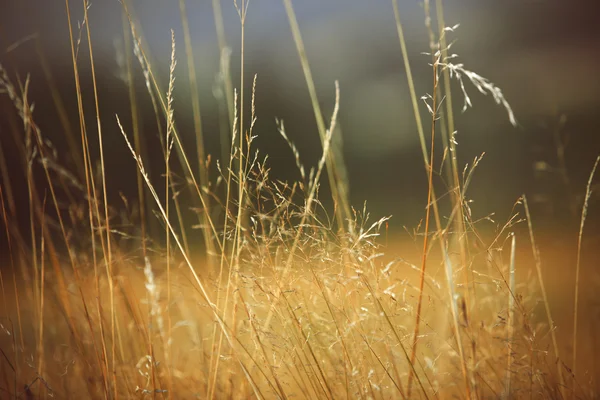 夏の草 — ストック写真