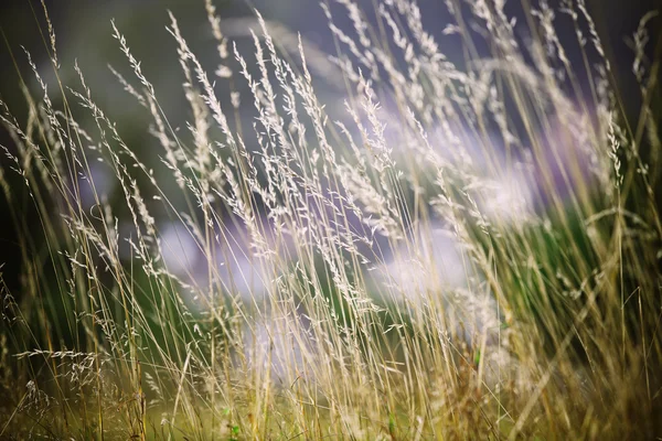 Hojas de hierba — Foto de Stock