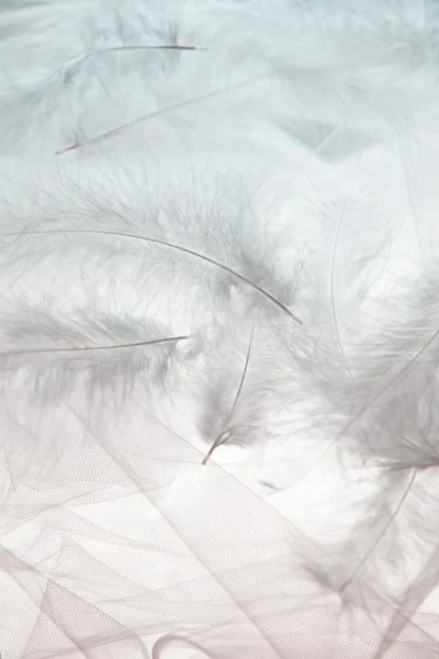 Feathers and tulle — Stock Photo, Image
