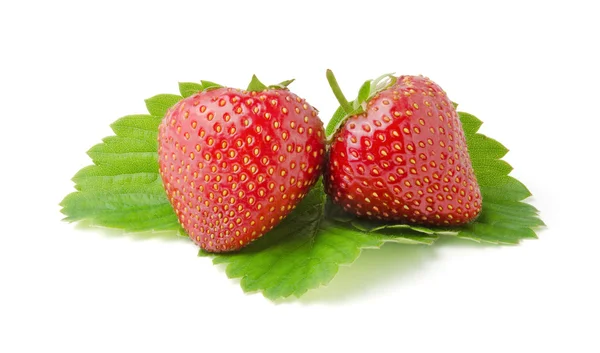Zwei frische Erdbeeren mit Blättern — Stockfoto