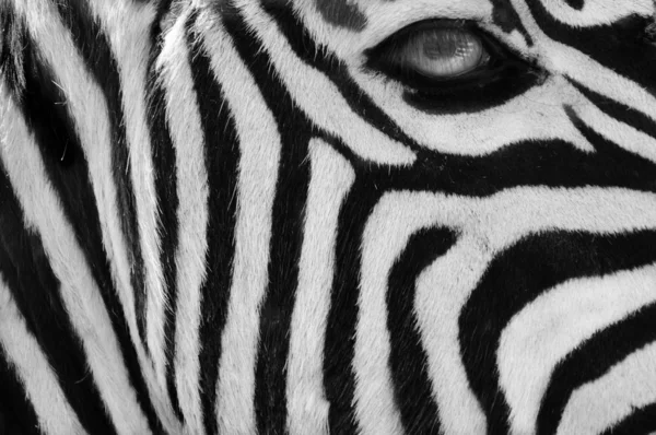 斑马在黑色和白色的样式 — 图库照片