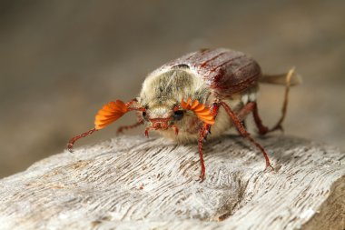 Cockchafer