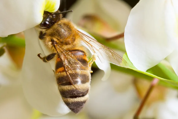Uma abelha em uma flor de acácia — Fotografia de Stock