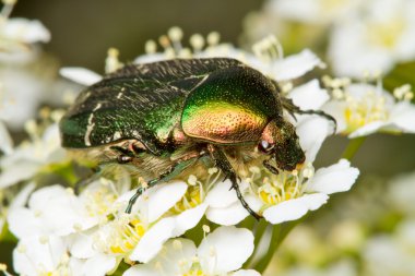 Rose chafer (Cetonia aurata)