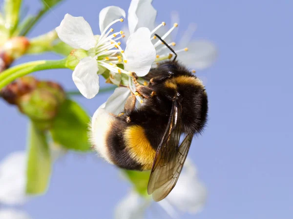 stock image Bumblebee