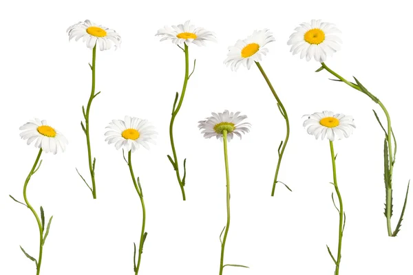 stock image Daisies