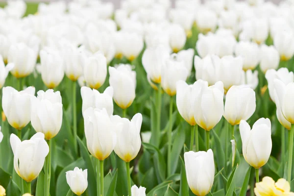 stock image White tulips