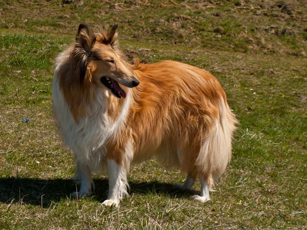 small lassie dog