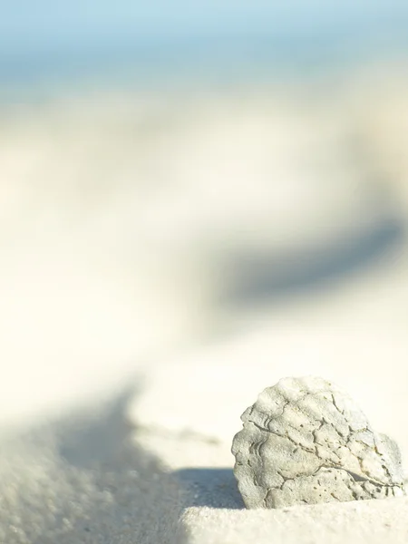 stock image Old cockle-shell on the sea squeaking