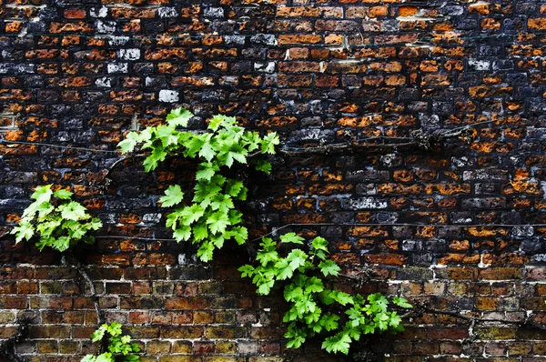 Виноградною лозою на цегляна стіна — стокове фото