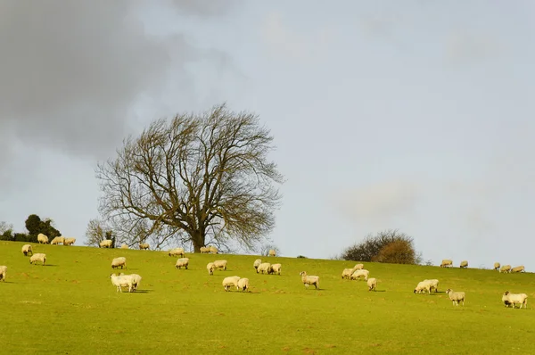 在冬天中的一个字段中的羊 — 图库照片
