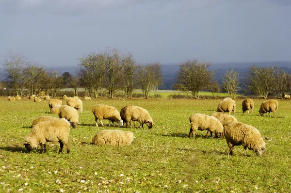 Pecore in un campo in inverno — Foto Stock