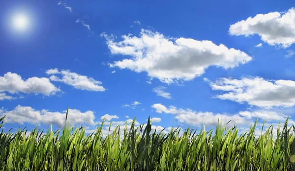 Végétation sur fond de ciel bleu — Stockfoto