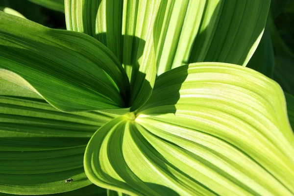 stock image Fourmi sur feuillage vert