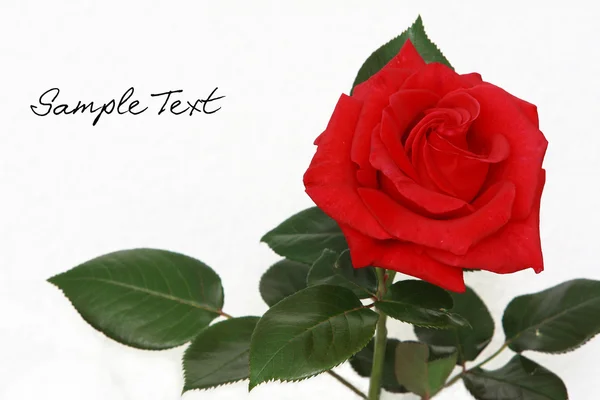 Rosa rouge — Foto de Stock