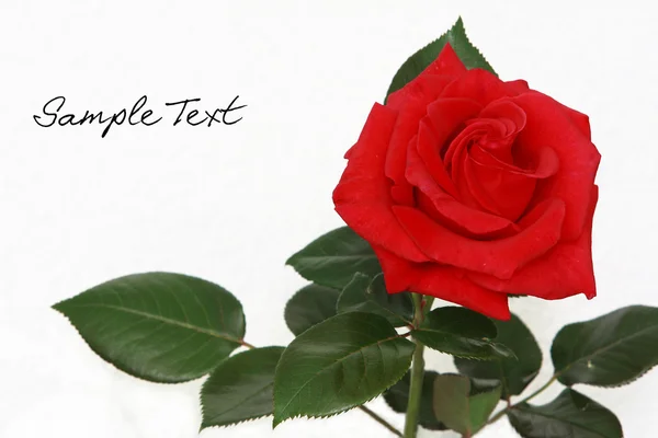 stock image Rose Rouge