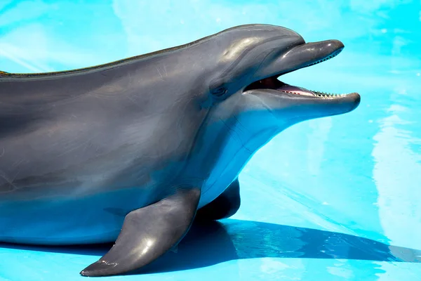 Trained dolphins popped out of the pool — Stock Photo, Image