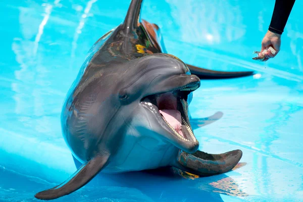 Игривый дельфин — стоковое фото