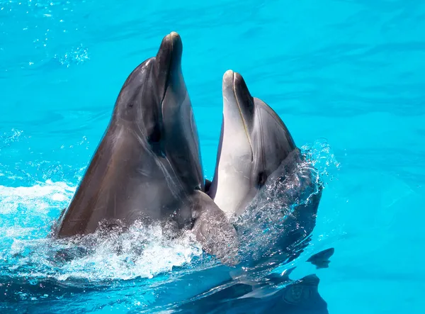 Twee dolfijnen duik in het zwembad — Stockfoto