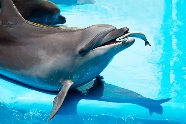 海豚吃新鲜的鱼 — 图库照片