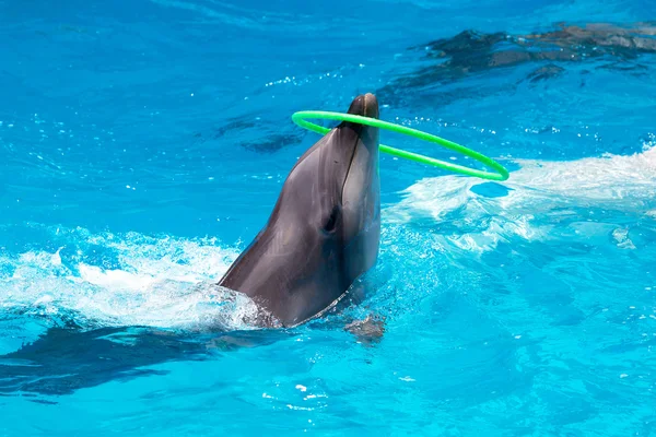 Молодой дельфин играет в голубой воде с обручем — стоковое фото