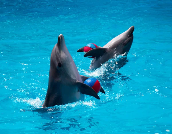 Two dolphins frolic in the blue water with balls — Stock Photo, Image