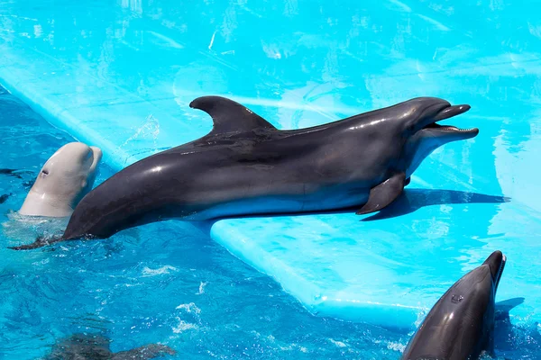 Lekfulla delfiner i poolen — Stockfoto