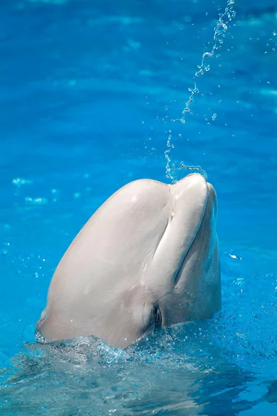 在池的蓝色的水中游泳的白鲸 — 图库照片