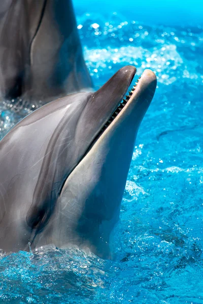 Cabeça do golfinho água azul — Fotografia de Stock