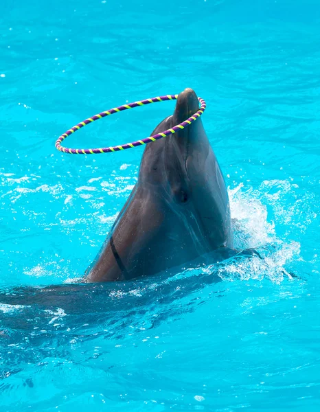 En ung delfin som spelar i det blå vattnet med en hoop — Stockfoto