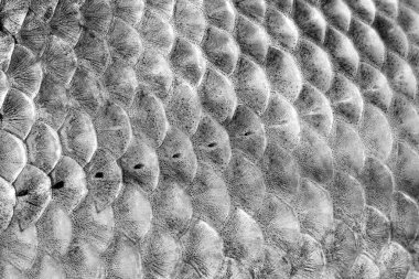 Scale carp fish, the texture clipart