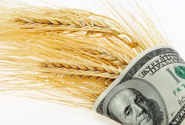 stock image Spikes of wheat wrapped in dollars on a light background