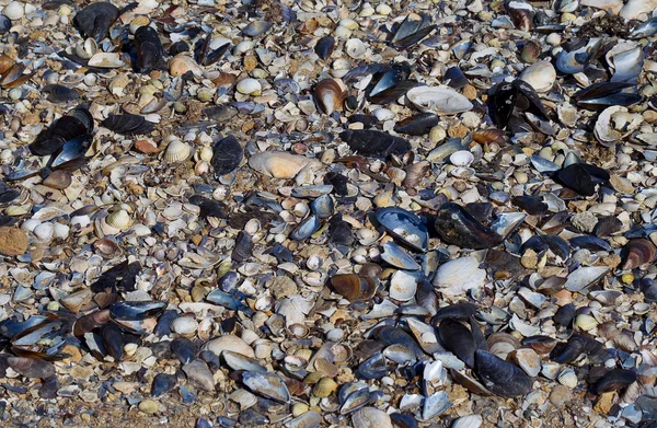 Lots of empty shells on the seashore — Stock Photo, Image
