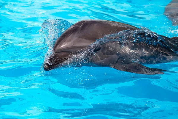 Een jonge dolfijn zwemt in het heldere blauwe water — Stockfoto