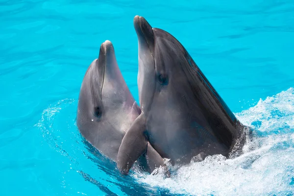 Due delfini nuotano in piscina Immagine Stock
